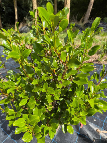 Griselinia Red